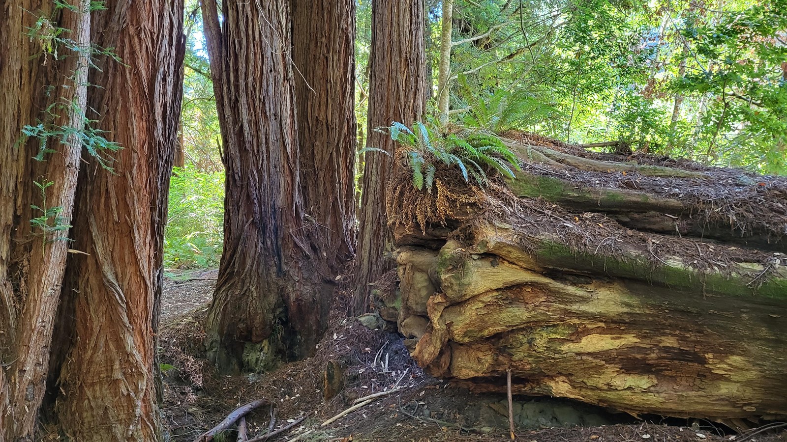 A void made by a fallen redwood separates two cloned clusters of younger redwoods.