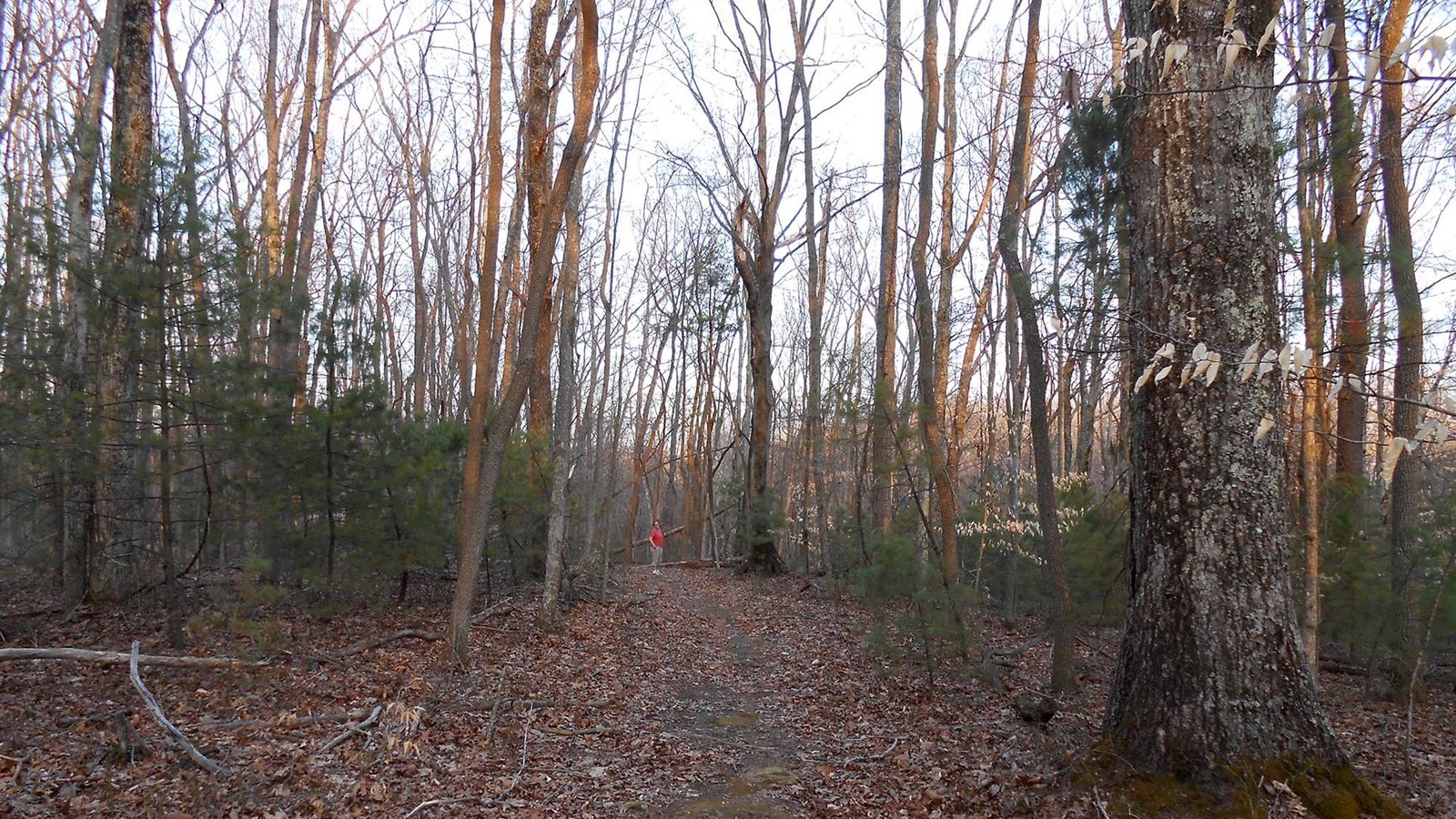 A view through a wooded trail through the forest