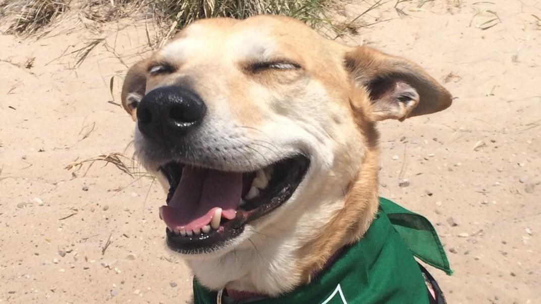 are dogs allowed at the sleeping bear dunes