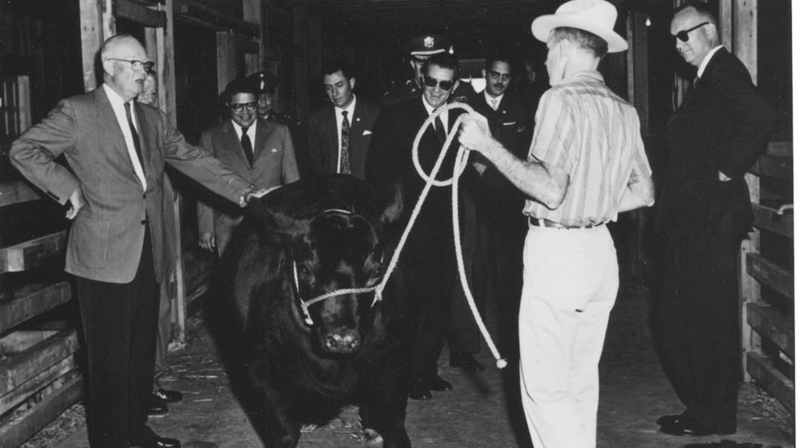 A black and white image of a black Angus cow surrounded by Eisenhower\'s staff and Alberto Camargo