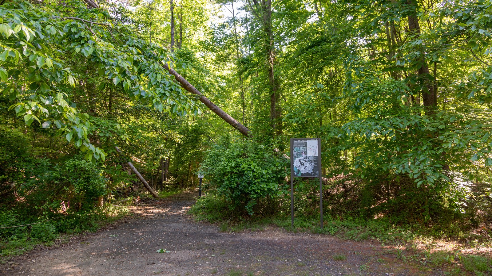 Green trees surround a brown dirt path. A sign with a picture of a white flower is next to the trail