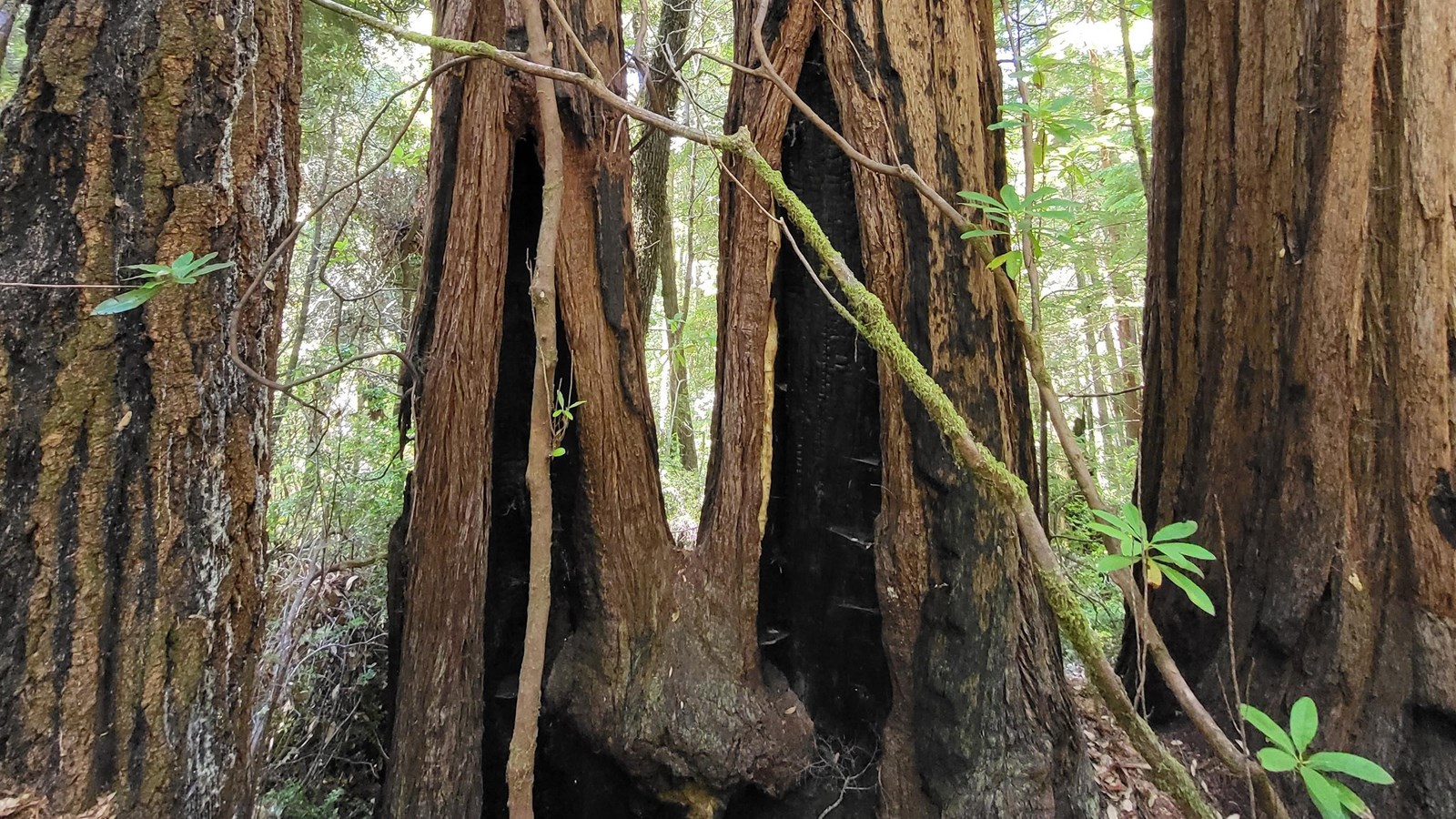 A view of older fire-scarred trees surrounded by younger shrubs infer that the age of these shrubs c