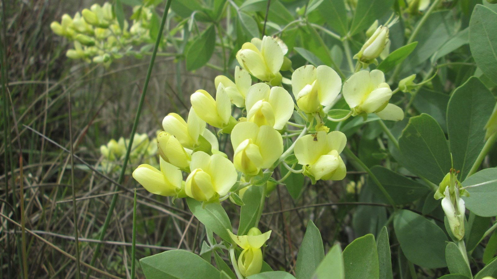 A leafy green plant with pale yellow flowers.