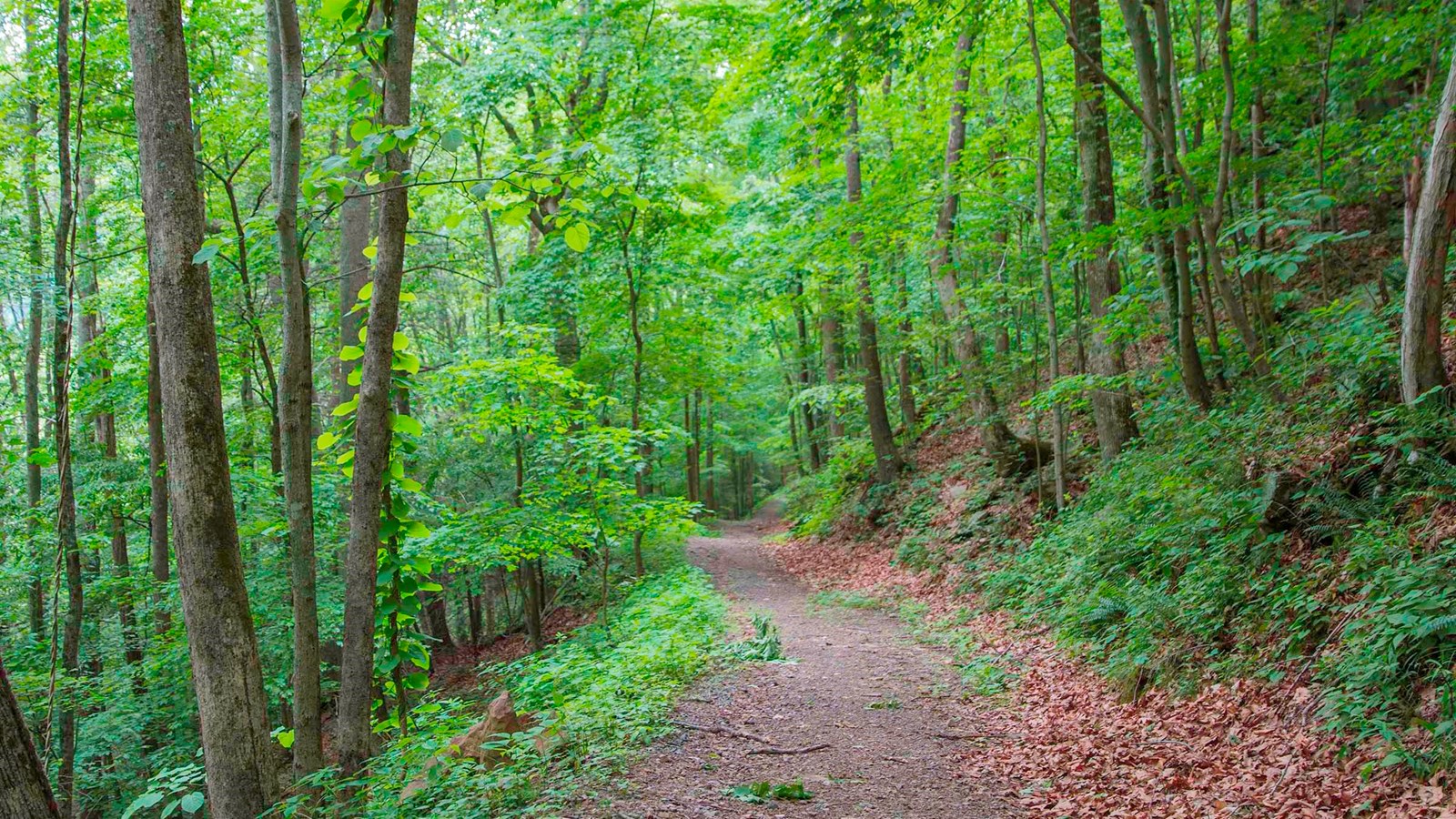 An old dirt road through bright green forest