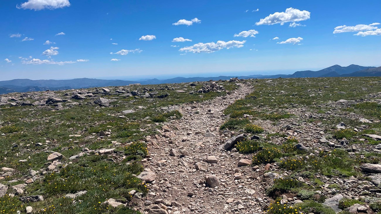 Near the summit of Flattop Mountain. The trail is free of snow and yellow wildflowers are growing