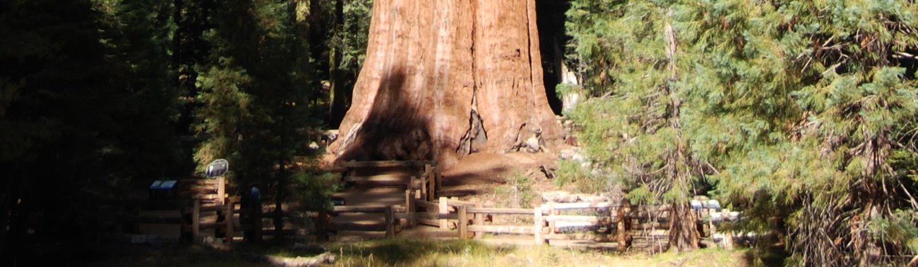 The Sherman Tree, a giant sequoia tree