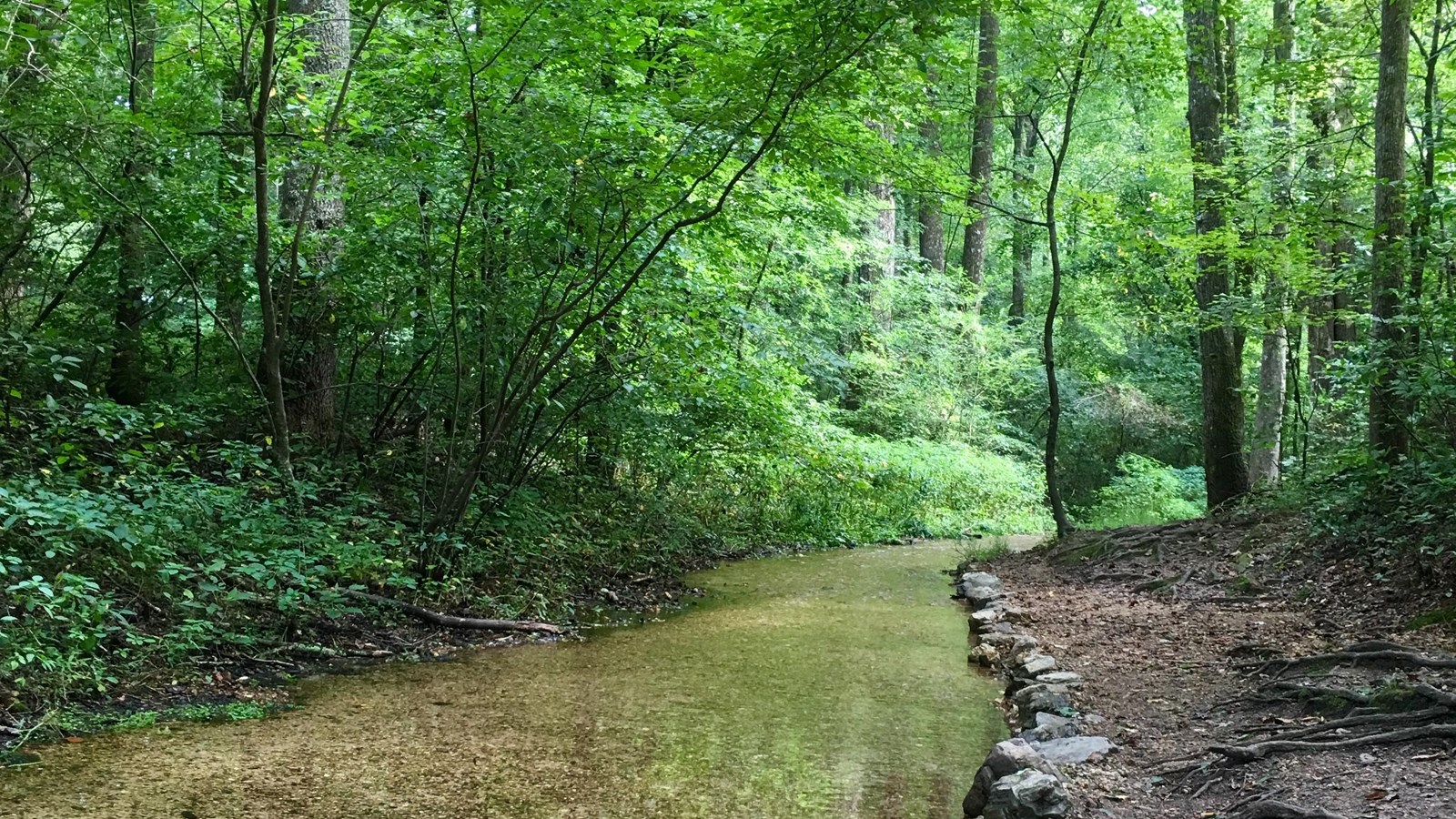 A clear creek runs next to a path, in a bright green, thick forest.