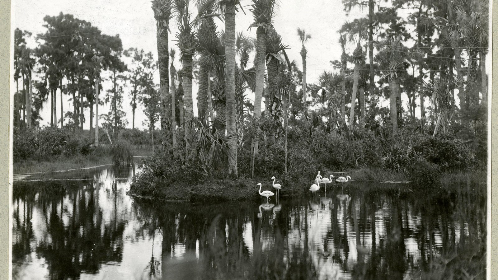 Black and white of body of water lined with trees with group of birds on the shallow part of water