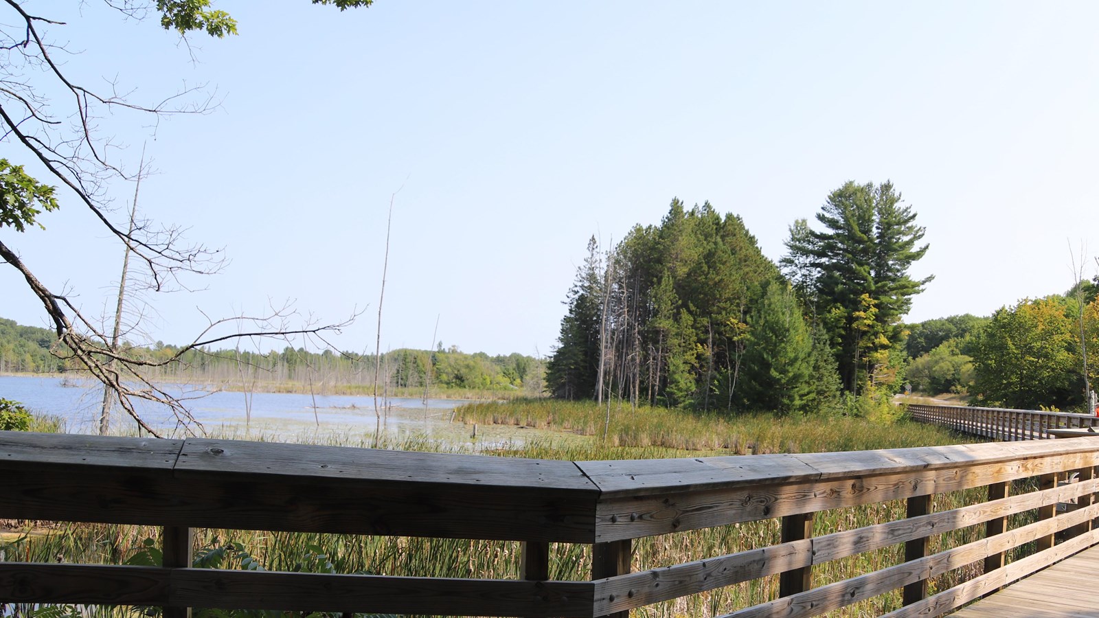 Looking down a boardwalk, to the left stands a marshy lake of high grasses and ghost trees. 