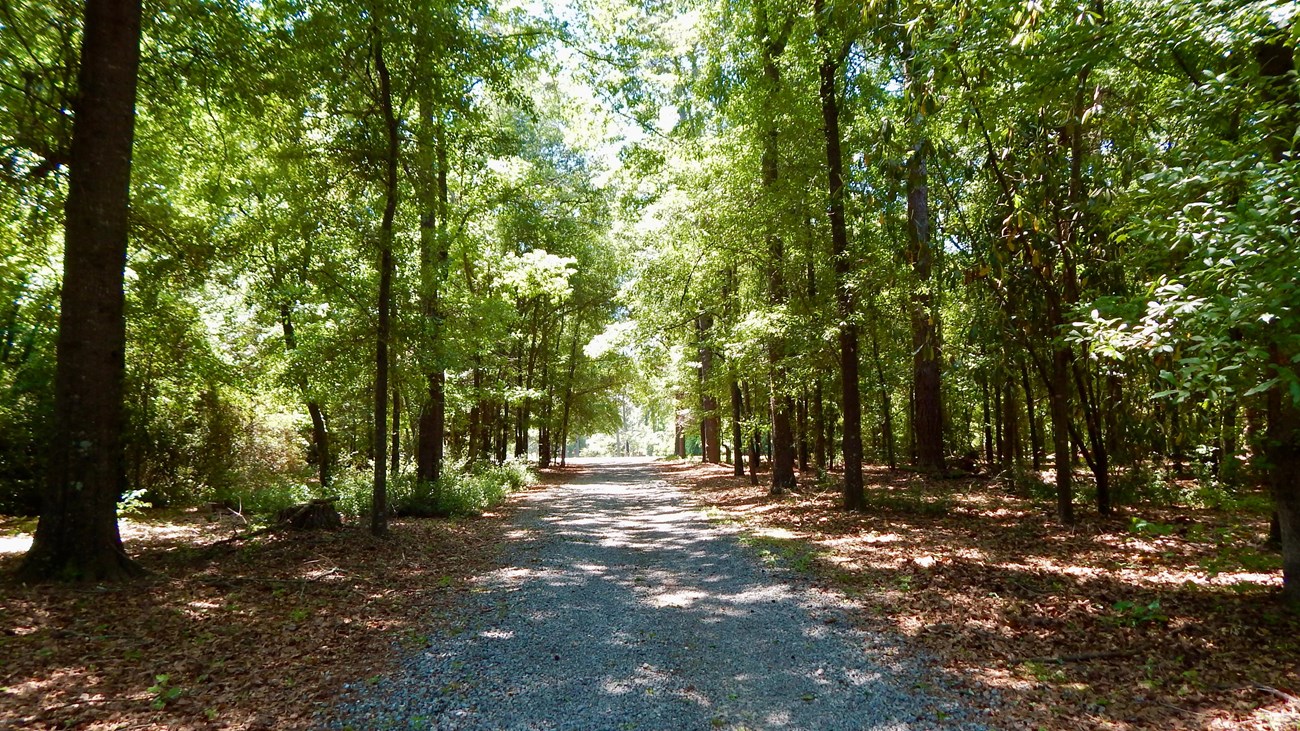 A gravel path through woods.