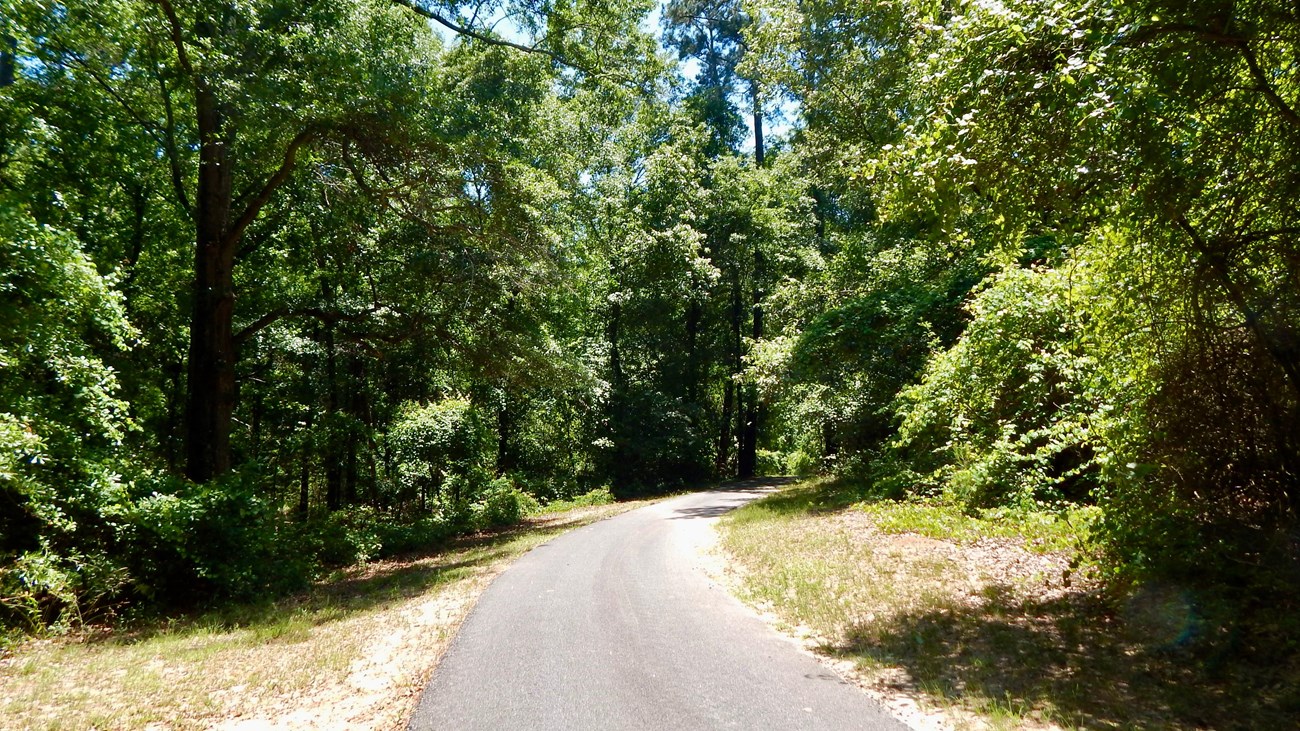 A paved trail through woods.