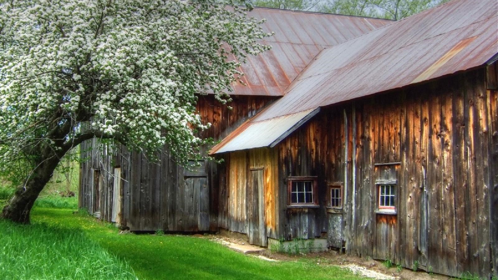 Large barn with dark red roofing, stained wood siding, partially covered by a flowering tree.