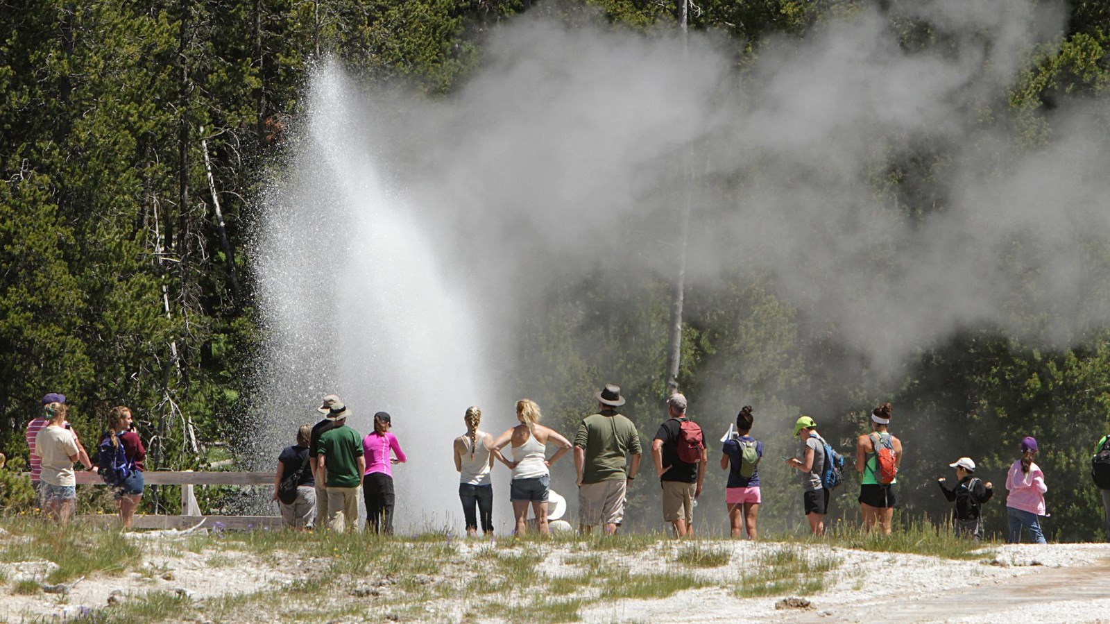 Visitors watch a geyser erupt near a forest.