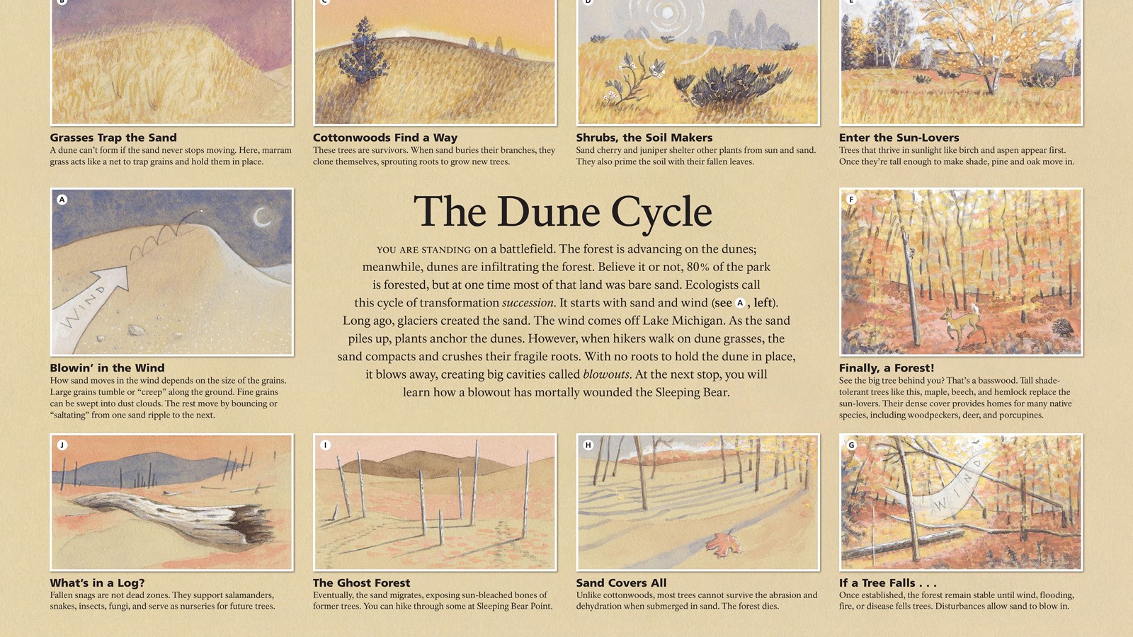 Illustration with ten small drawing explaining how dunes change over time