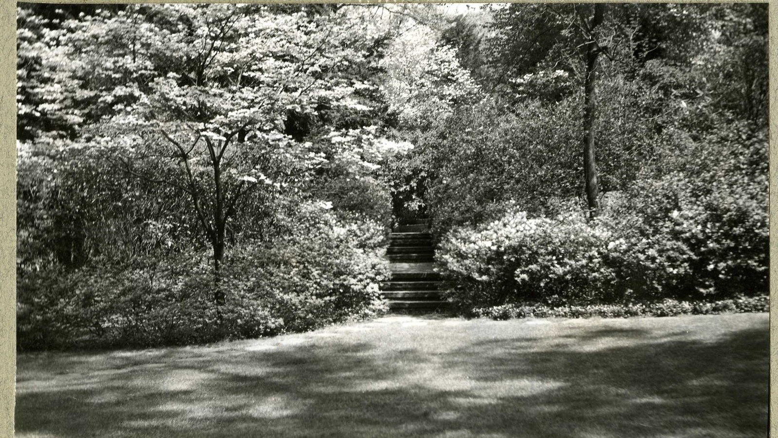 Black and white of flat grassy area with shrubs and trees on edge with stone stairs cutting through
