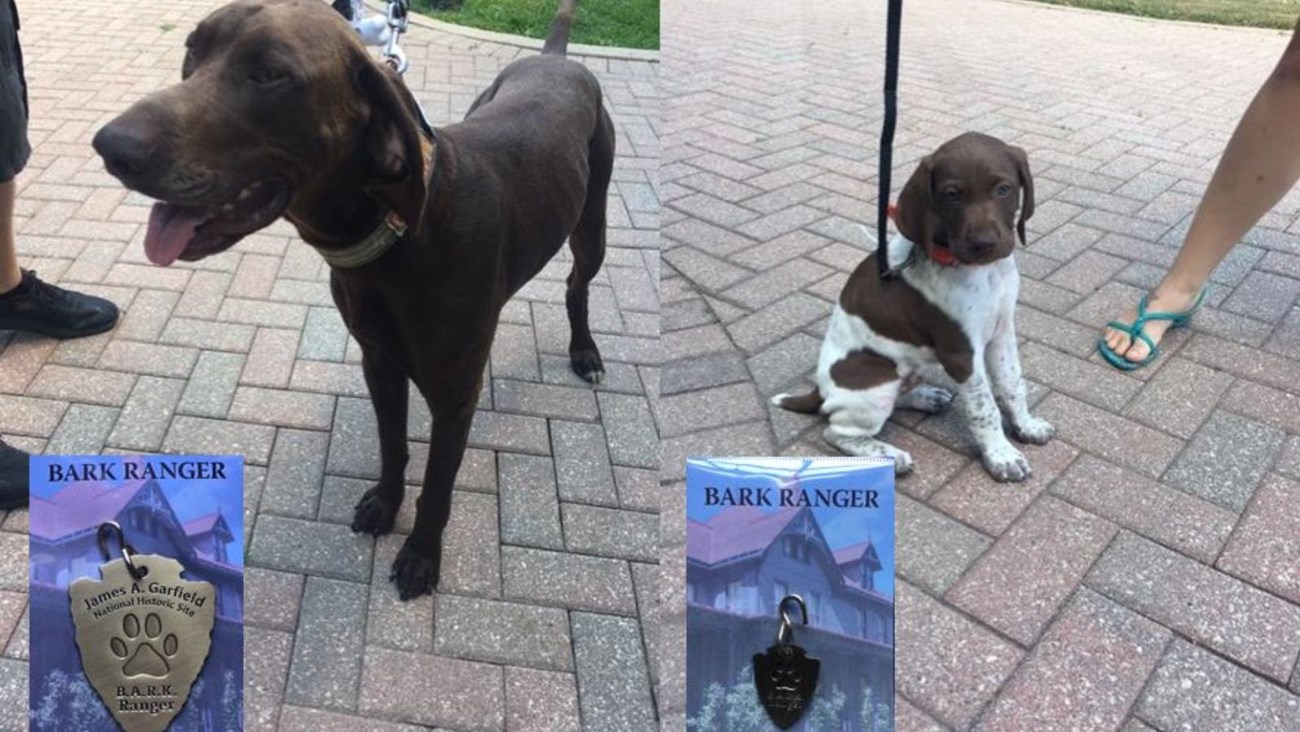 Olympic National Park - BARK Ranger Jimmy is a majestic representative of  Olympic's BARK Ranger program! Learn how your pet can become a BARK Ranger  here