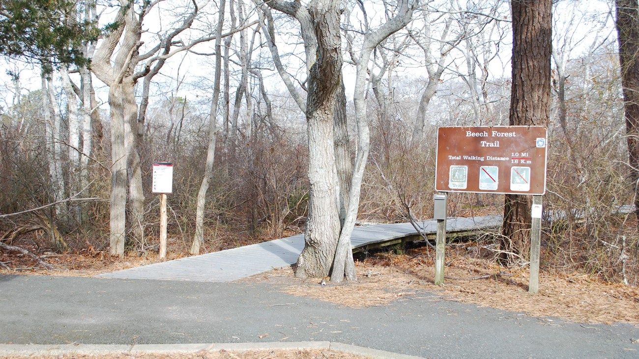 Entrance to the beech forest trail. Boardwalk enters the forest. Brown entrance sign.