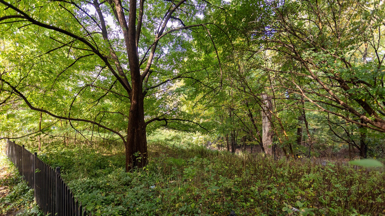 A green wooded area. 