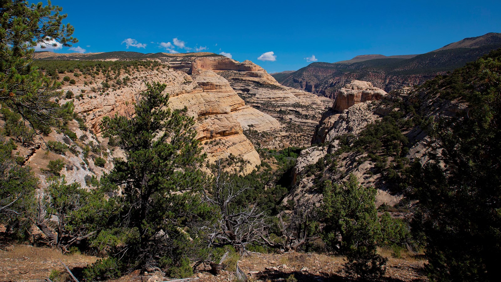 A view looking down towards desert sandstone canyons covered in shrubs and pine trees.