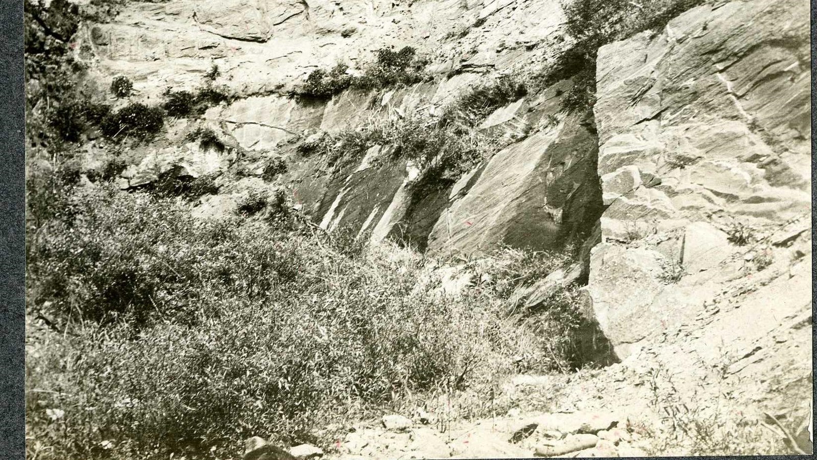 Black and white of rocky area with shrubs sticking out of rocks, hard shrubs below, fence above