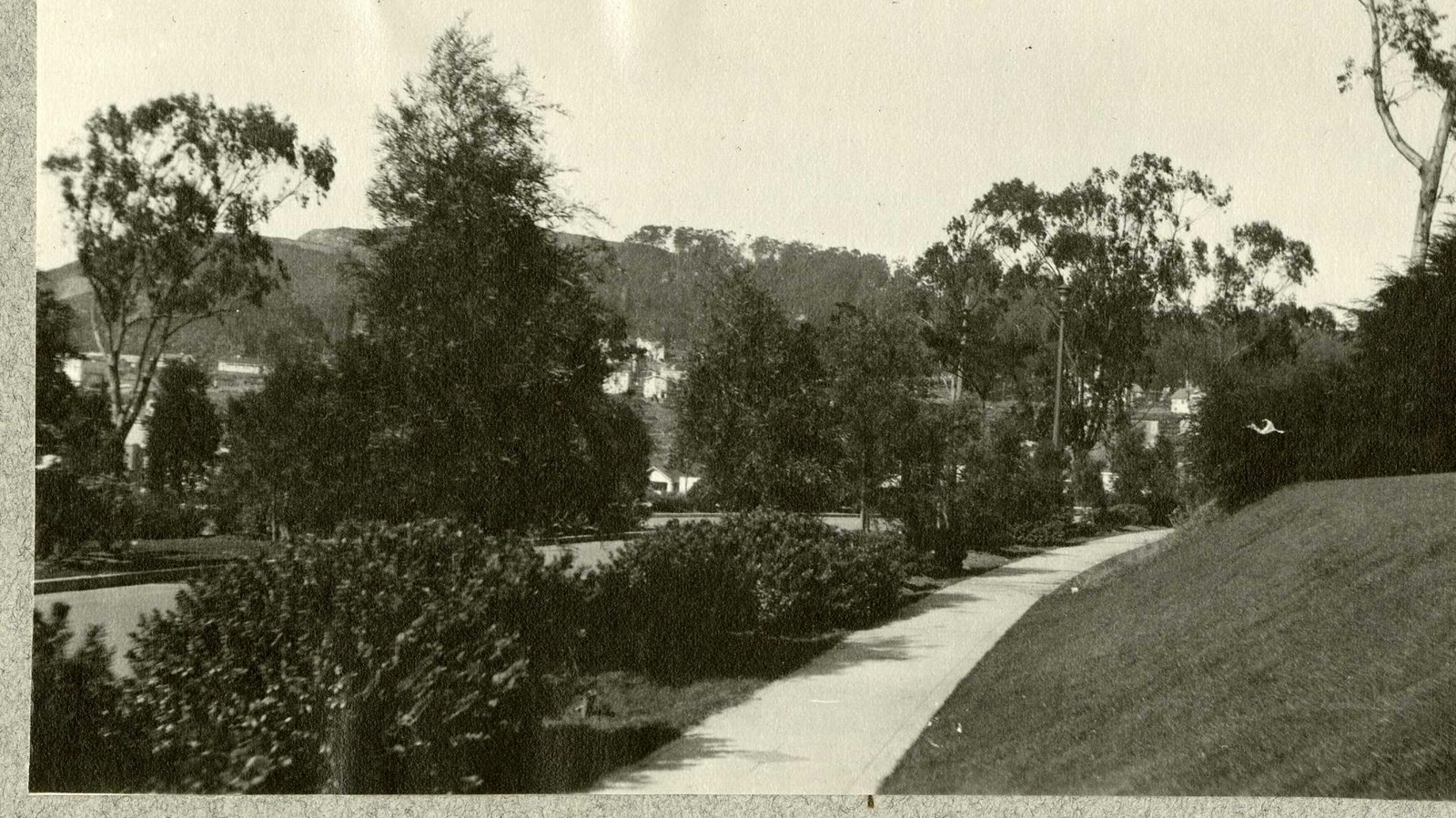 Black and white of sidewalk next to grass hill, other side lined with shrubs and trees