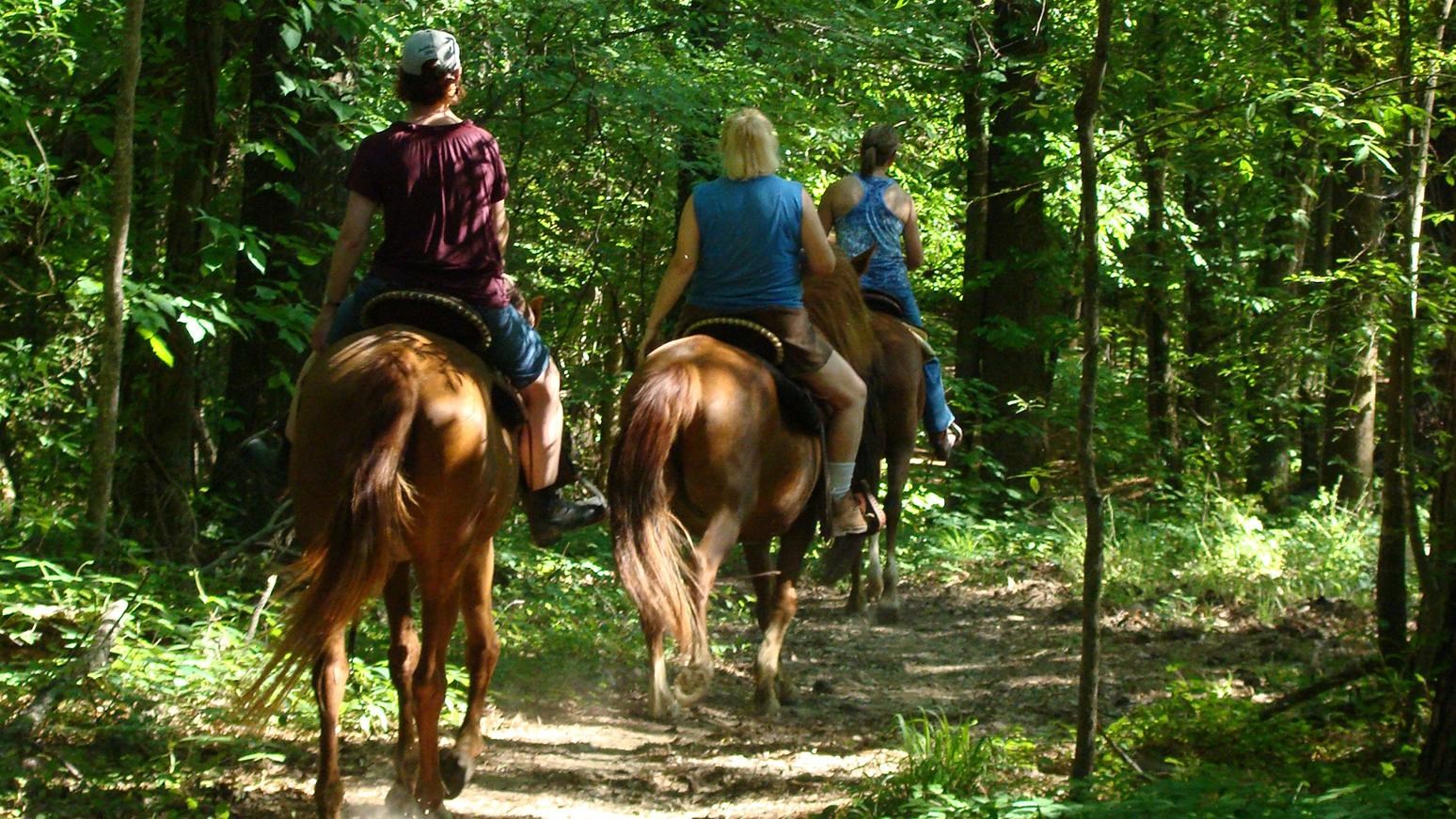 Three women riding three brown horses. Riders are traveling away from the viewer through the woods.