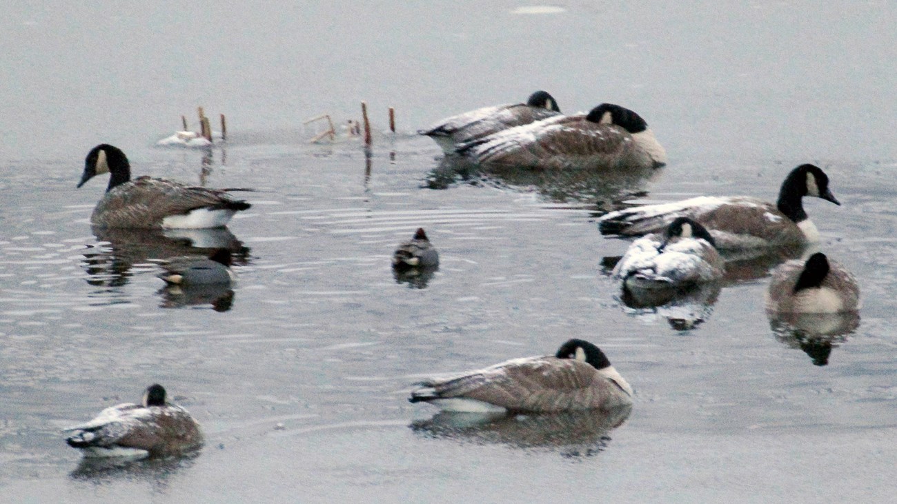 Canada Geese on a frosty lake in winter