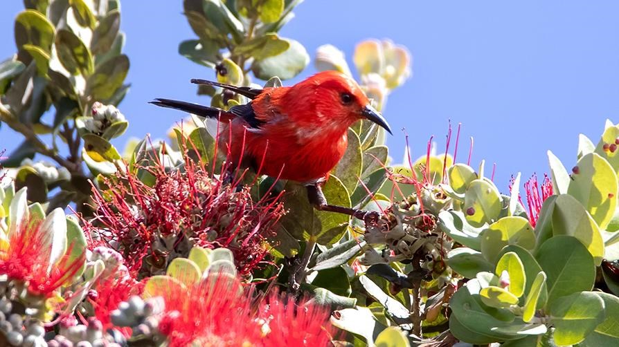 Red ʻapapane bird in an ʻōhiʻa tree