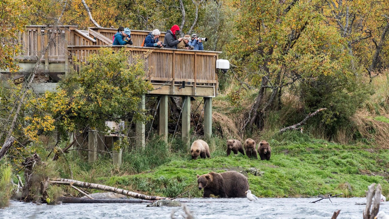 People on an elevated platform watch several bears below