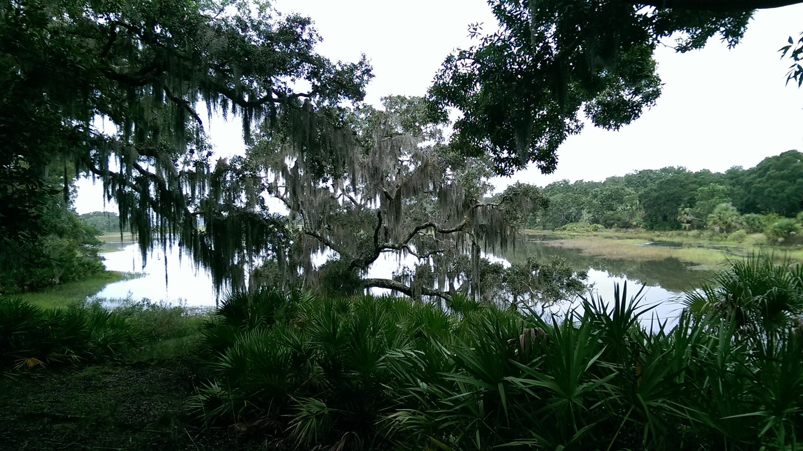 Green tall grasses and trees surrounding a water source