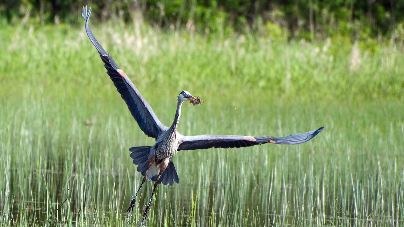 A great blue heron flying through a grass filled lake