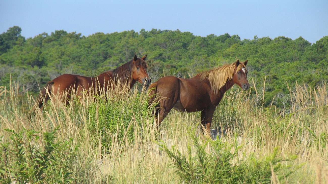 Horses graze on beach grass 