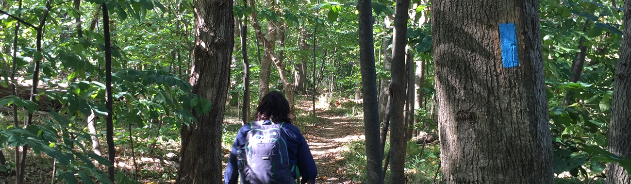 hiker on a natural surface trail though mixed-age trees