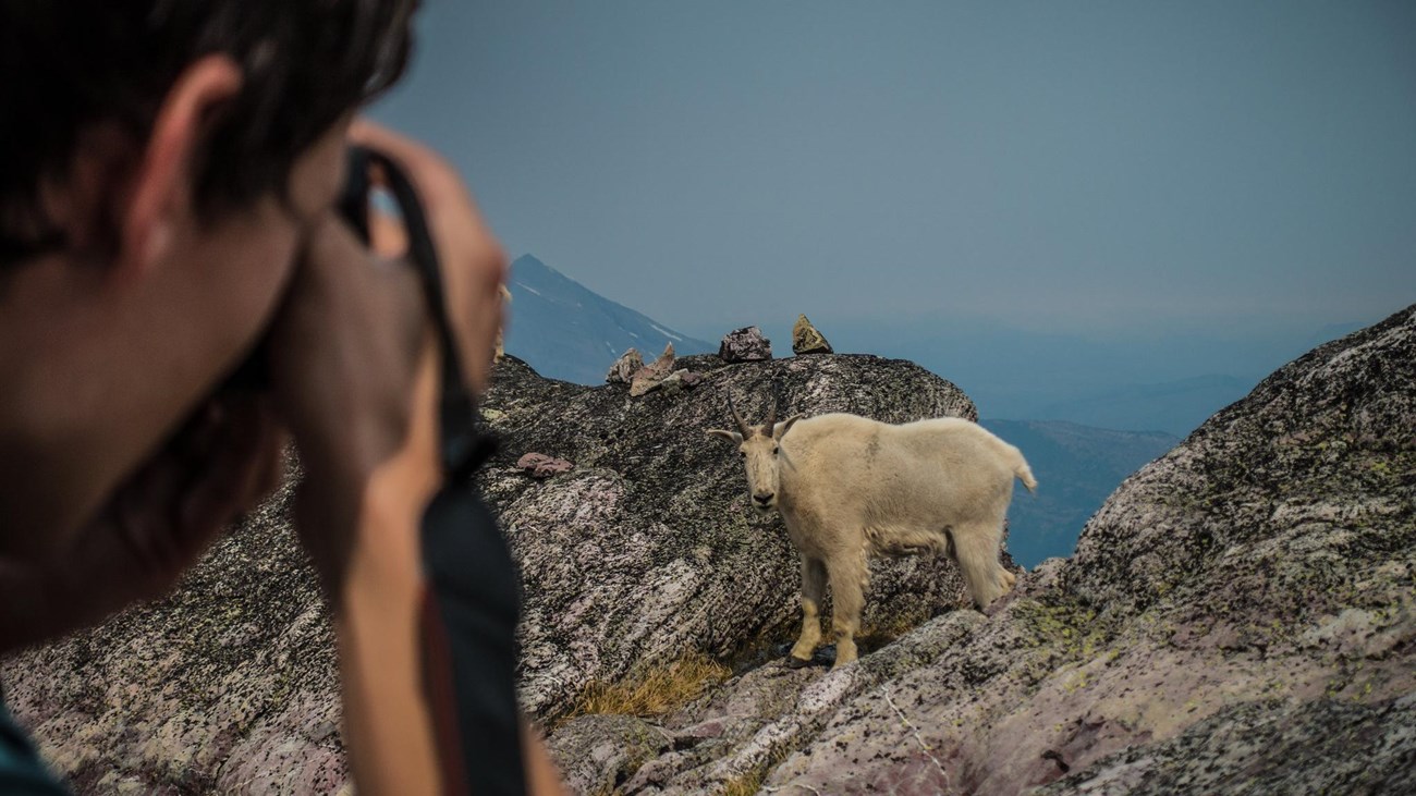 A man takes a picture of a mountain goat standing on a rocky ledge.