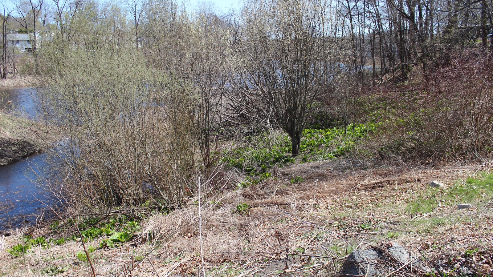 Marsh habitat with trees, water and plants.