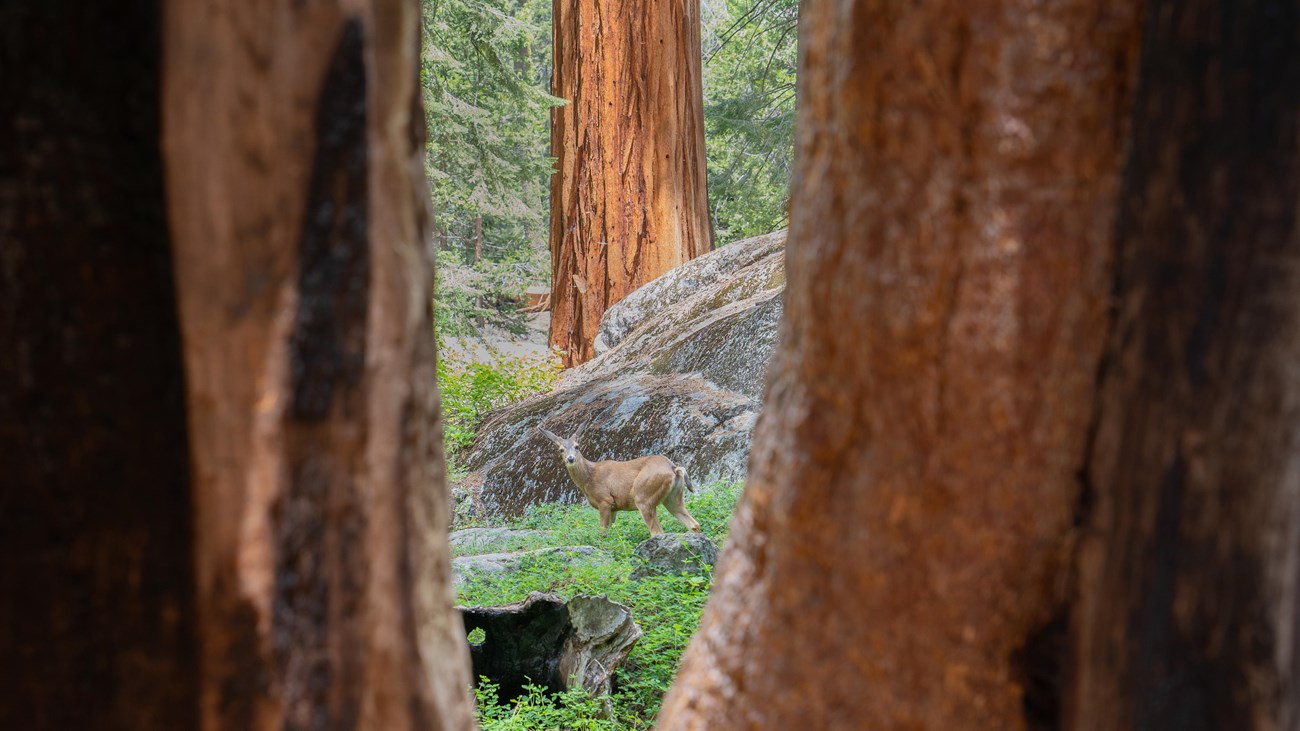 A young deer stands between two giant sequoia trunks.