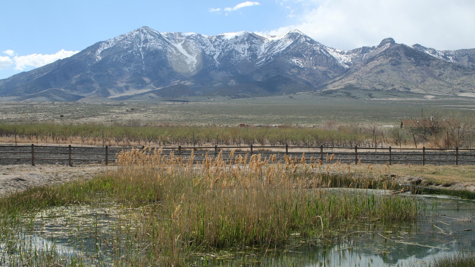 A marshy spring and distant snow-covered mountains.