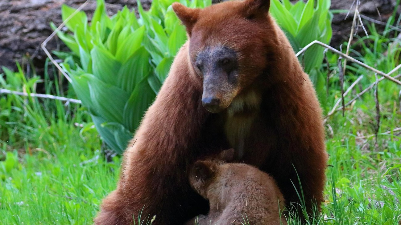 A brown colored black bear nurses her cub in green grass.