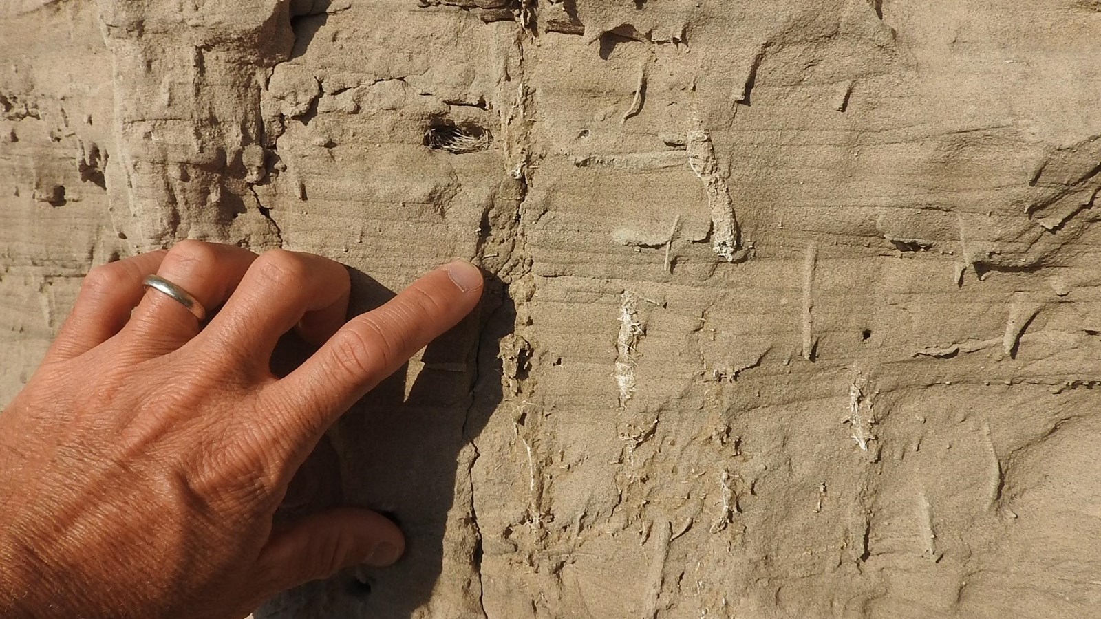 A finger points to a vertical burrow in the sandstone. 