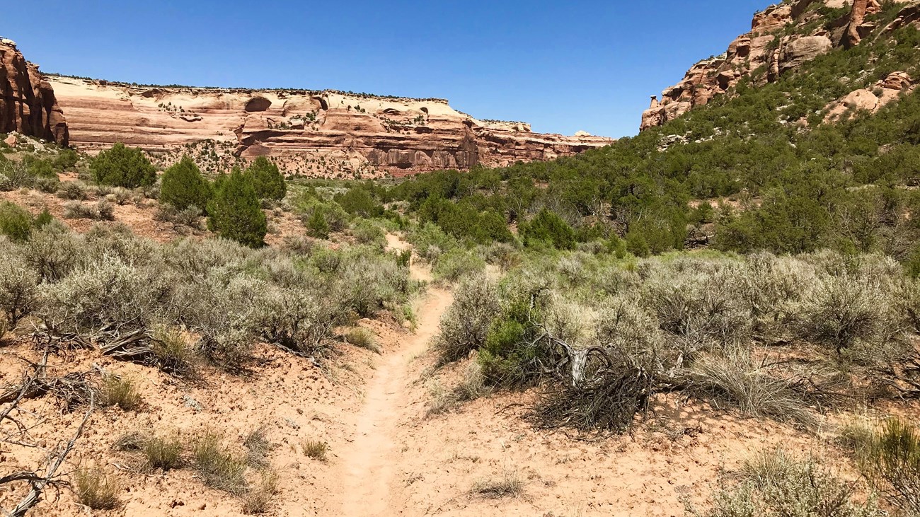 Dirt trail goes into desert canyon