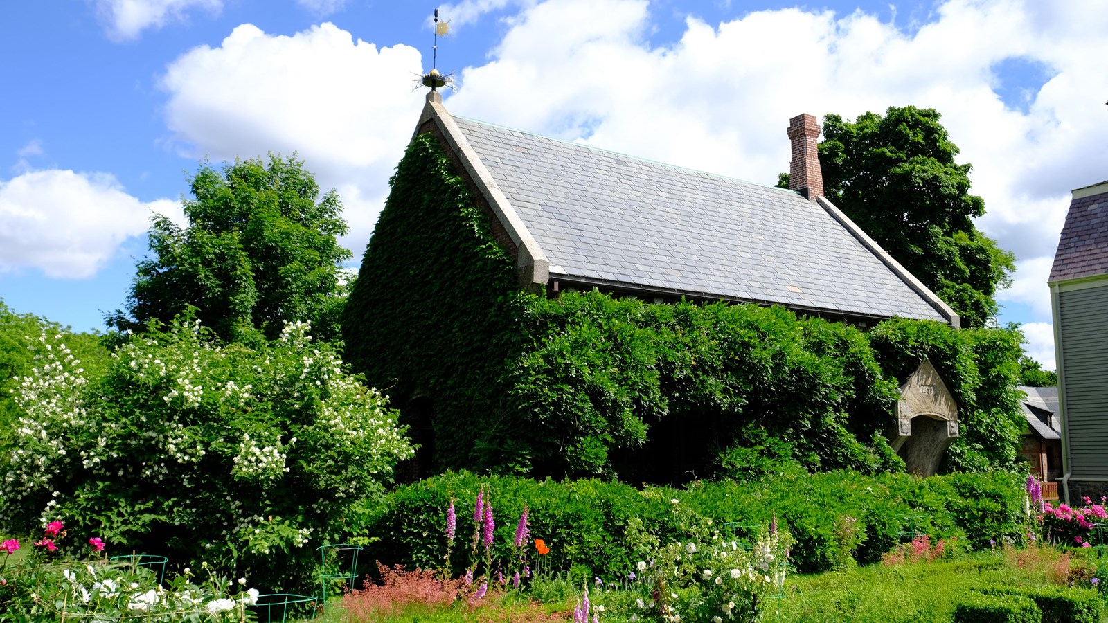 A stone and brick building with a chimney and weathervane, covered in leafy green vines.