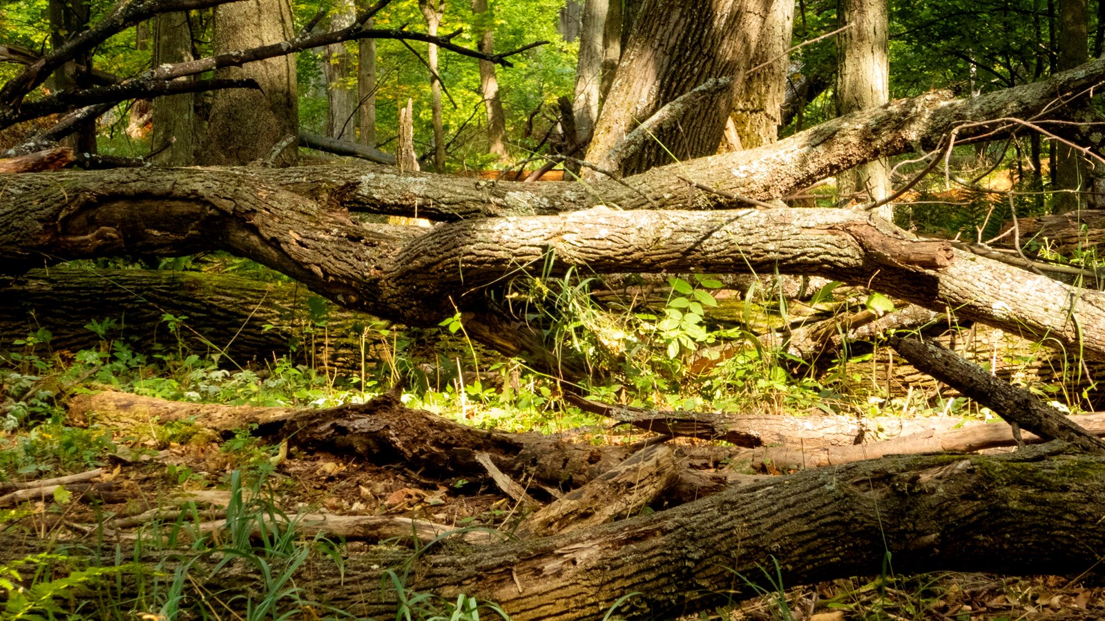 A dead tree spans across the photo with a rotting log in the foreground