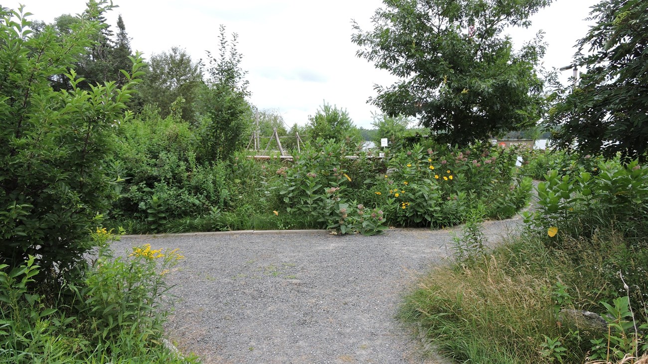 A path way in the middle of a garden.