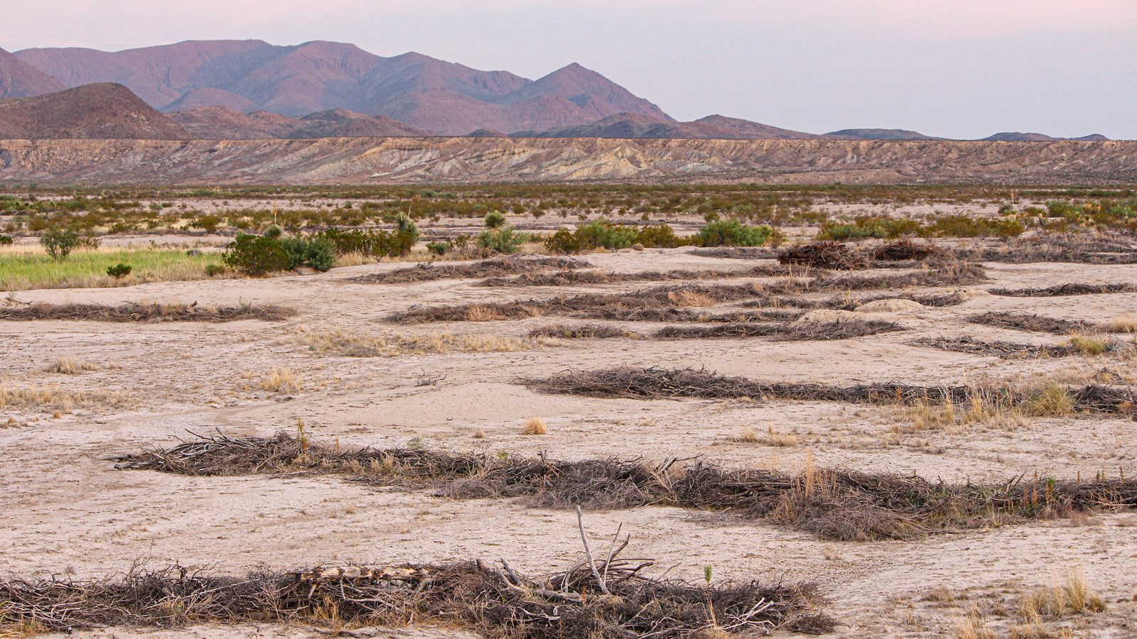 Several acres of bare soil is covered in evenly-spaced horizontal lines of dead brush and branches.