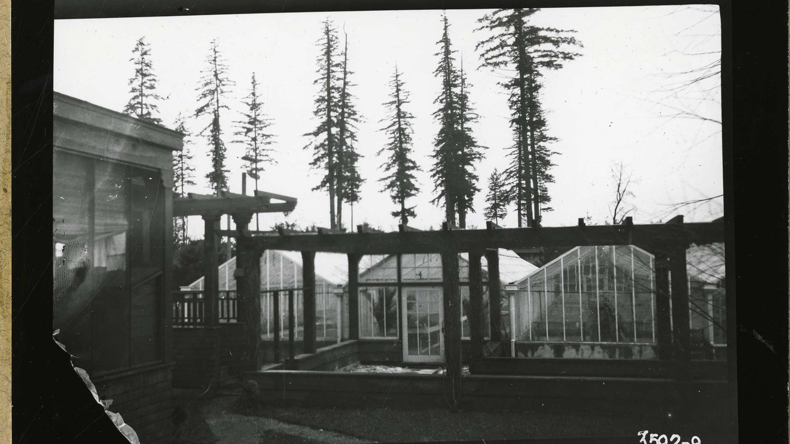 Black and white of glass green houses with large trees rising behind