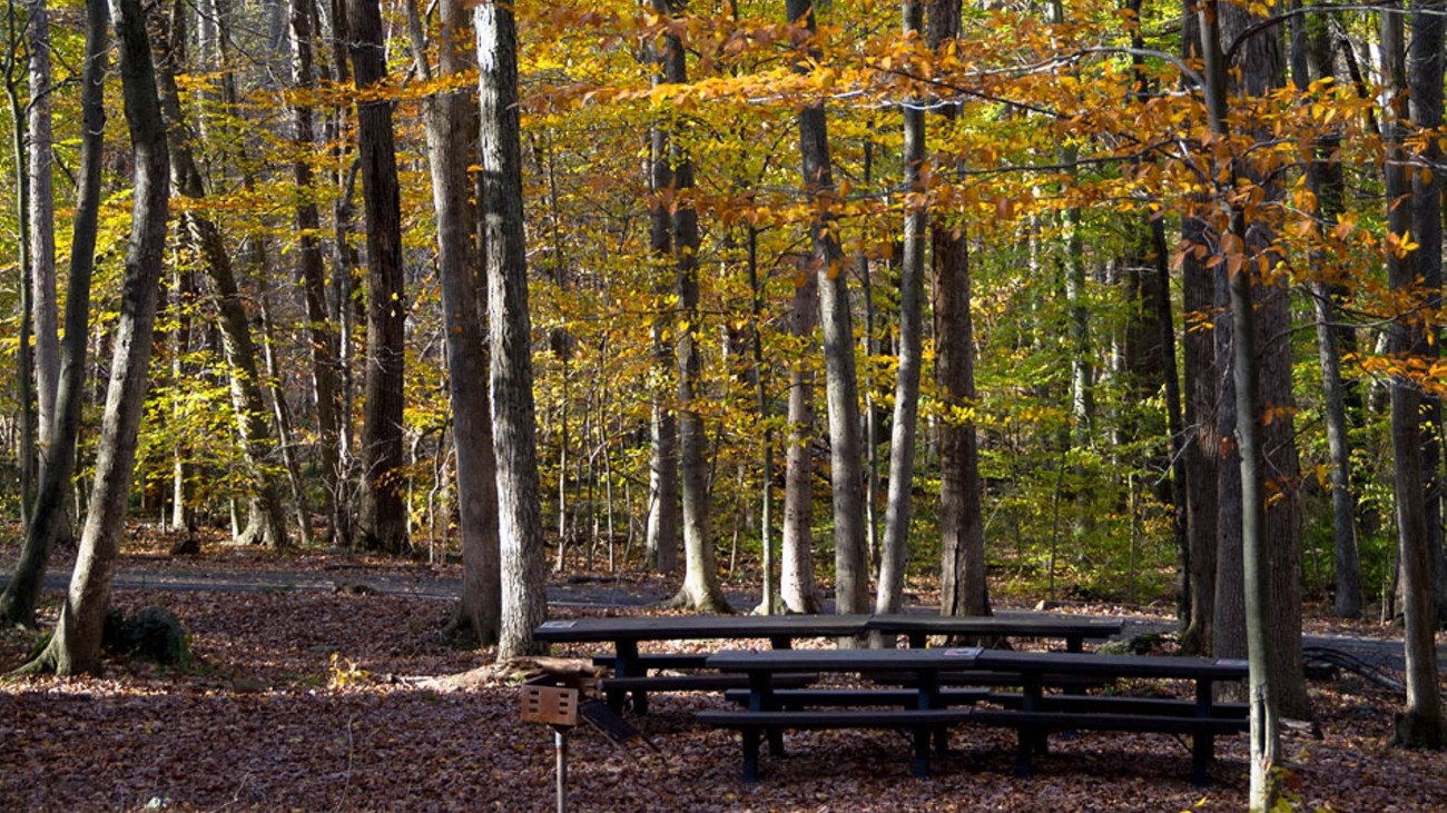 A set of tables and benches amongst a fall colored forest.
