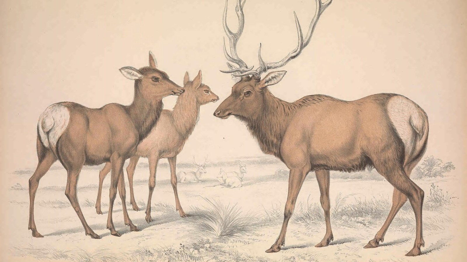 line drawing of an elk