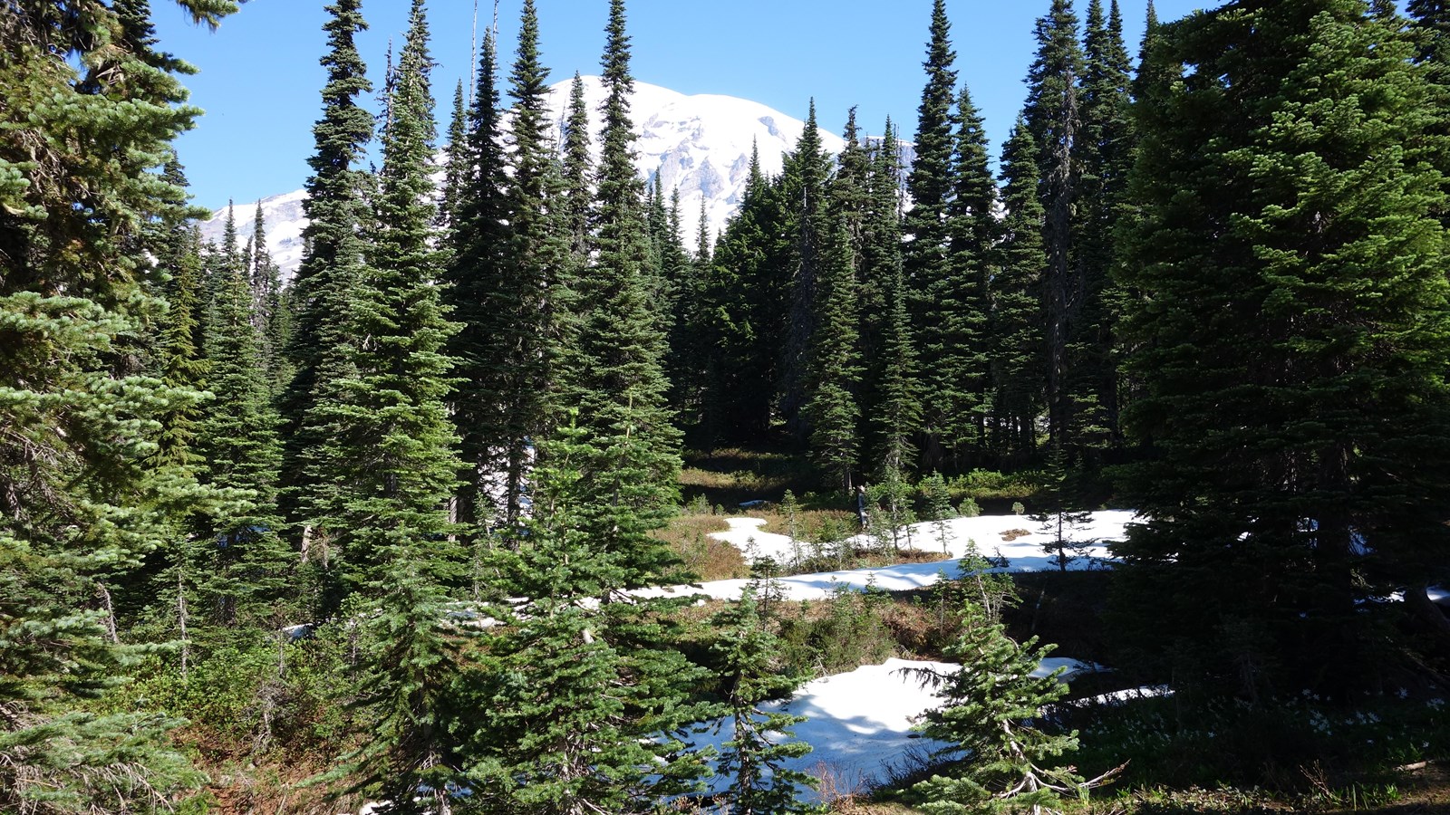 A glaciated mountain peak above conifer trees and meadows with patches of snow. 