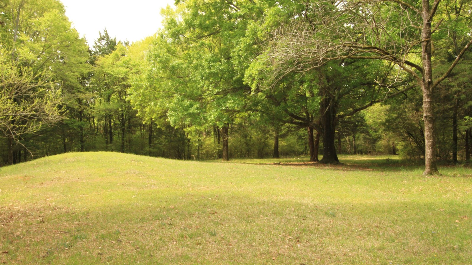 An open grassy area surrounded by trees with a low mound in the center.