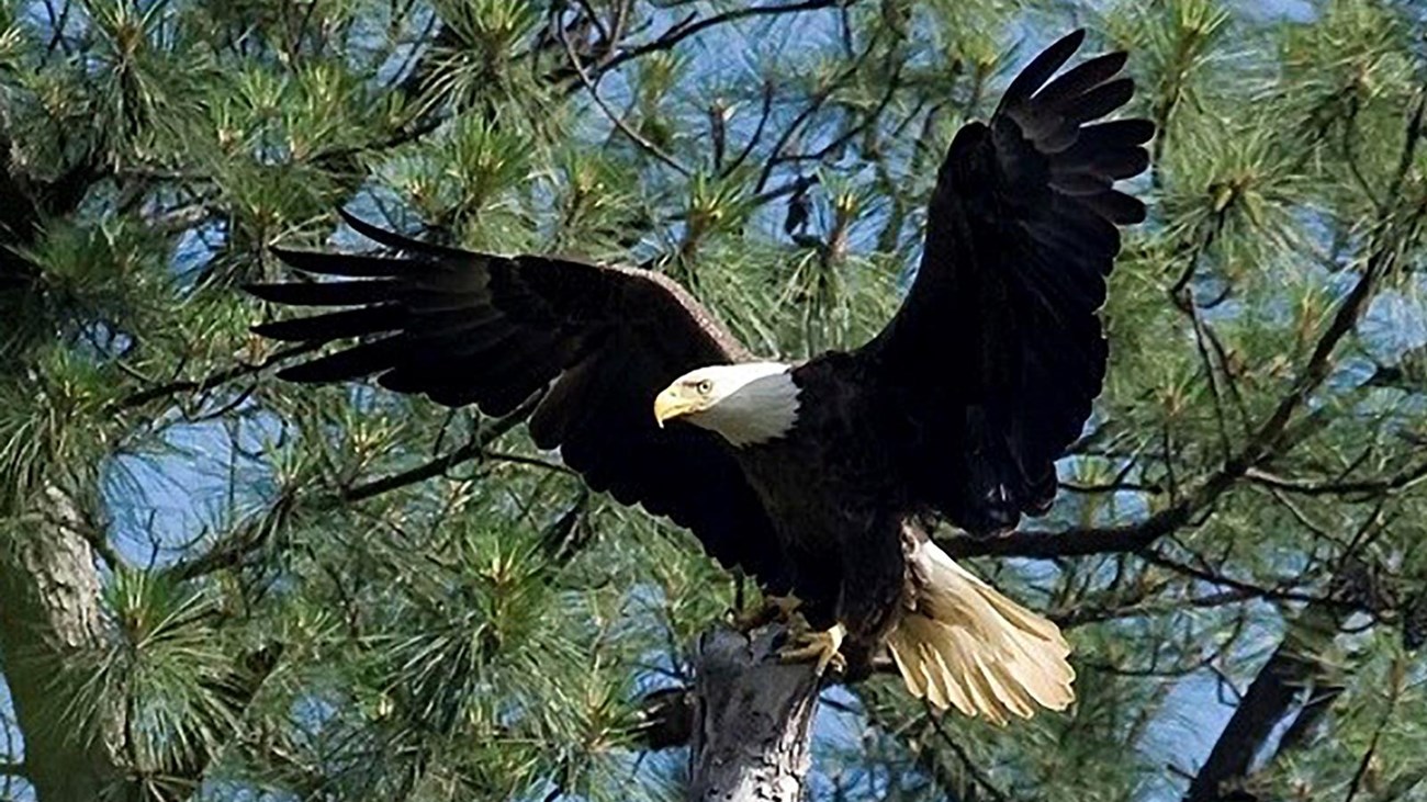 Bald Eagle (U.S. National Park Service)